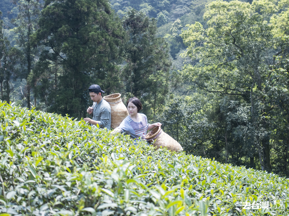 坪林茶園 白青長